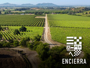 EXPERIENCIA VENDIMIA EN VIÑA ENCIERRA