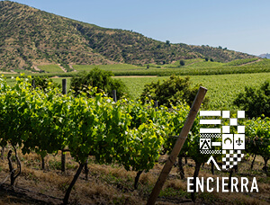 EXPERIENCIA VENDIMIA EN VIÑA ENCIERRA